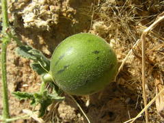 Cucumis melo subsp. agrestis image