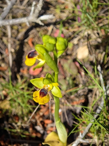 Yellow Bee-orchid (Ophrys lutea)