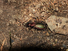 Carabus lineatus lateralis