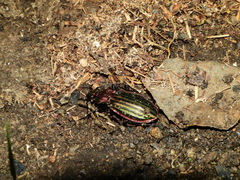 Carabus lineatus lateralis