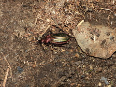 Carabus lineatus lateralis