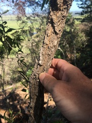 Acacia fasciculifera