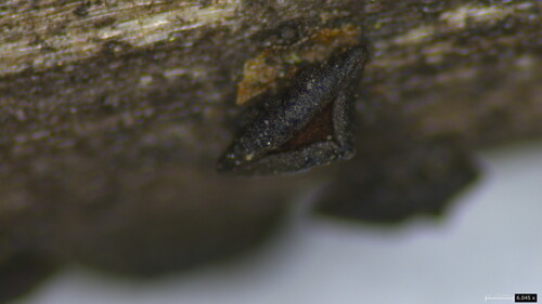 Rhytidhysteron rufulum observed 2026-03-22