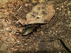 Carabus lineatus lateralis