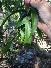 Acacia fasciculifera