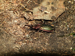 Carabus lineatus lateralis