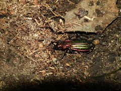 Carabus lineatus lateralis