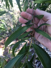 Acacia fasciculifera