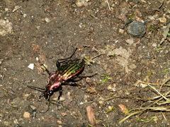 Carabus lineatus lateralis