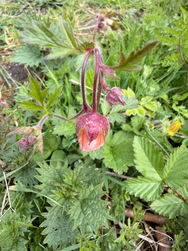 Water Avens (Geum rivale)