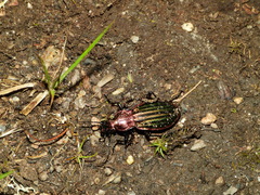 Carabus lineatus lateralis