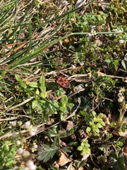 Pyrrhocoris apterus