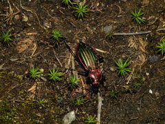 Carabus lineatus lateralis