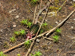 Carabus lineatus lateralis