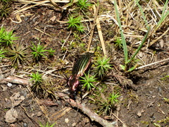 Carabus lineatus lateralis