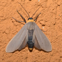 Lymire melanocephala