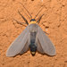 Lymire melanocephala - Photo 由 Reiner Jakubowski 所上傳的 (c) Reiner Jakubowski，保留部份權利CC BY-SA