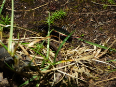 Carabus lineatus lateralis