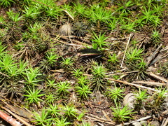 Carabus lineatus lateralis