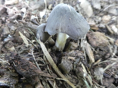 Volvariella volvacea