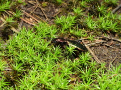Carabus lineatus lateralis