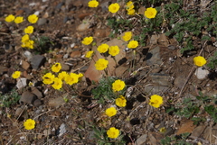 Potentilla arenosa