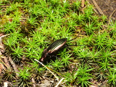 Carabus lineatus lateralis