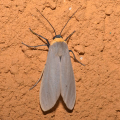 Lymire melanocephala