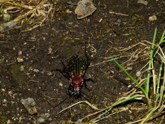 Carabus lineatus lateralis