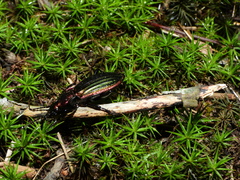 Carabus lineatus lateralis