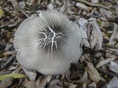 Volvariella volvacea