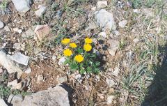 Potentilla arenosa