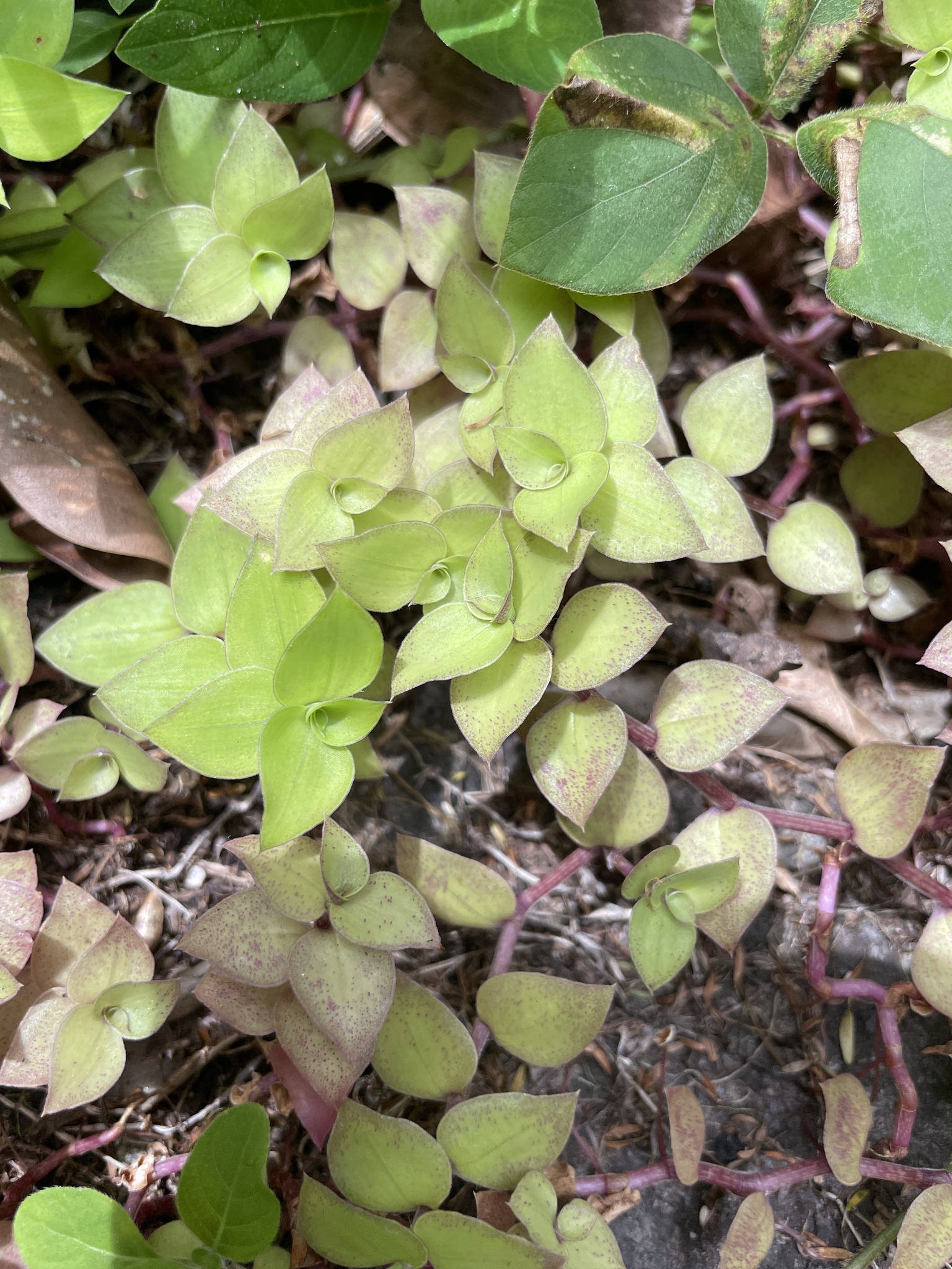 Turtle Vine (Callisia repens)