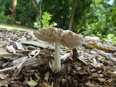 Volvariella volvacea