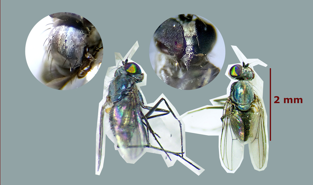 Medetera aglaops