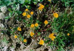 Potentilla arenosa
