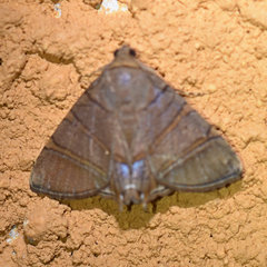 Eulepidotis addens