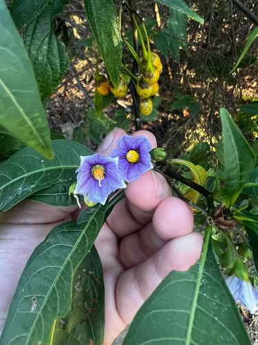 New Zealand nightshade (Solanum aviculare)
