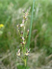 Juncus balticus montanus