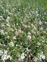 Capsella bursa-pastoris