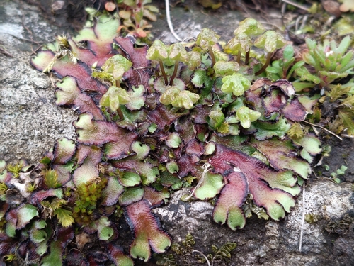Hemisphaeric Liverwort (Reboulia hemisphaerica)