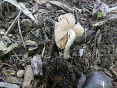 Volvariella volvacea