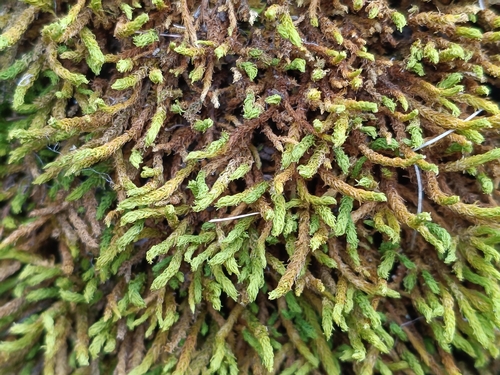 Rambling Tail-moss (Anomodon viticulosus)