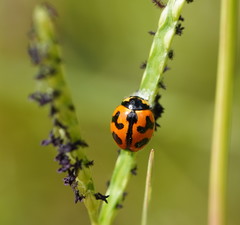 Dinocampus coccinellae paralysis virus