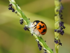 Dinocampus coccinellae paralysis virus