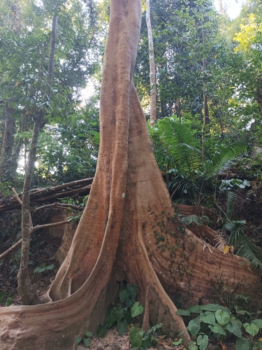 Ficus variegata (Ficus variegata)