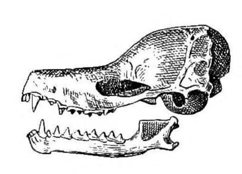 Gervais's Funnel-eared Bat