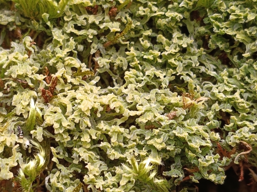 Downy Veilwort (Metzgeria pubescens)