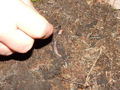 Dendrobaena madeirensis