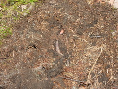 Dendrobaena madeirensis